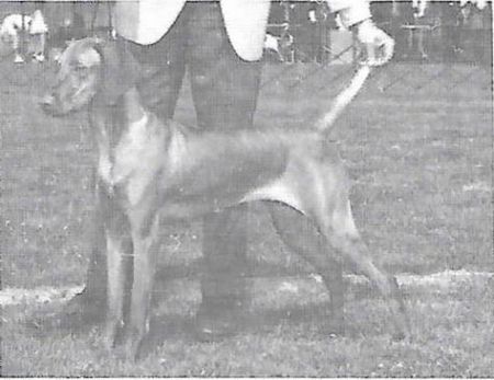 Image of Mistral Kalon Cherub