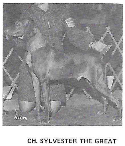 Image of Sylvester The Great