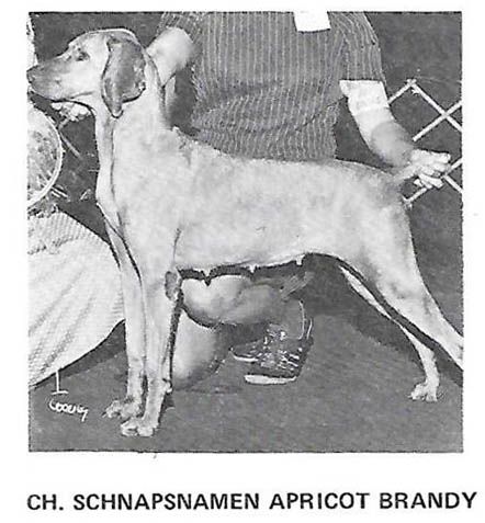 Image of Schnapsnamen Apricot Brandy