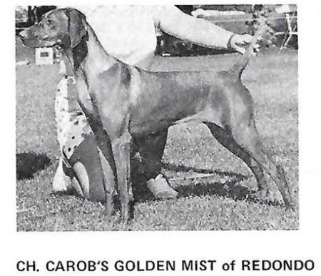 Image of Carob's Golden Mist Of Redondo