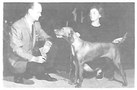 Image of Sintex Jumey Vinn