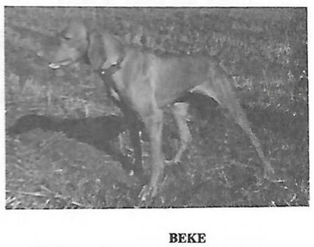Image of Beke