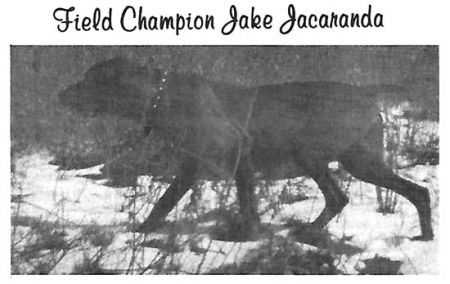Image of Jake Jacaranda
