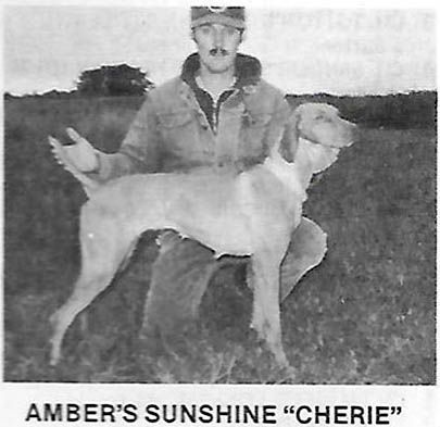 Image of Amber Sunshine Cherie