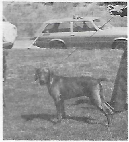 Image of Kamet Komanche