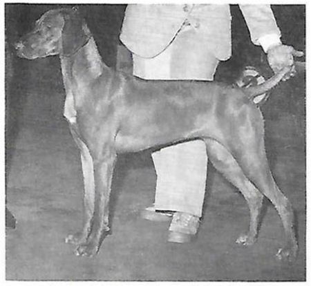 Image of Cariad's Gay Leanyka