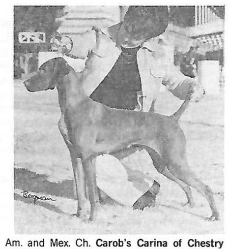 Image of Carob's Carina of Chestry