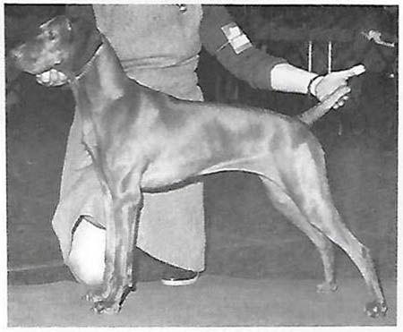 Image of Renbrok's Sand Pebble