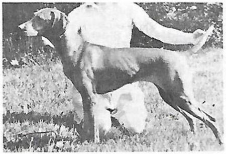 Image of Arra's Upwind Tzigane