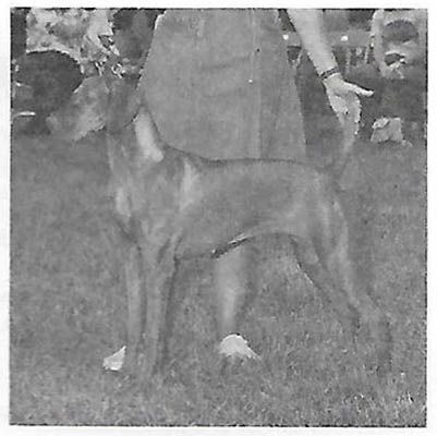 Image of Renbrok's Sand Pebble