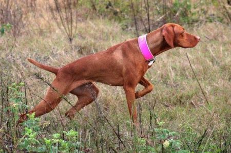 Image of Lagniappe's Chosen One / Lagniappe's Chosenone