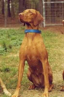 Image of Valleyhunter's Glenlossie