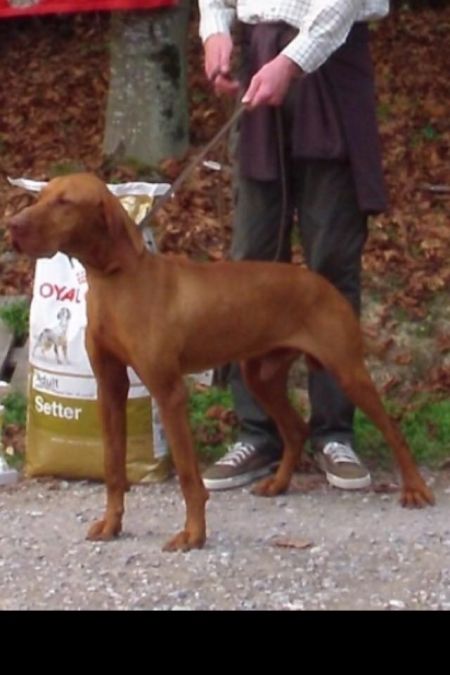 Image of Elp du Clos Saint Honore