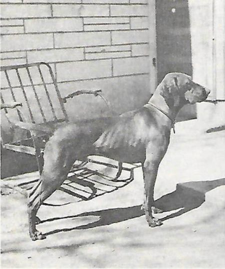 Image of Mavam's Bartok Jude