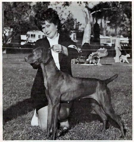 Image of Wayne's Dainty Lady