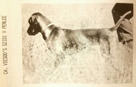 Image of Viesoo's Szidi v Penlee