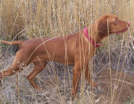 Image of Jaybren's Callie Nicolai Roux