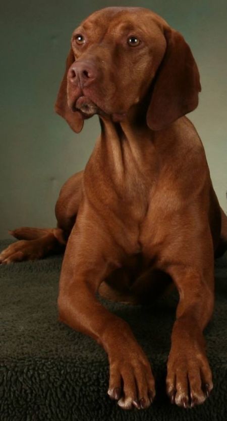 Image of Jaybren's Callie Nicolai Roux