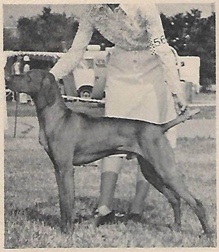 Image of Cariad's Jakab Barat