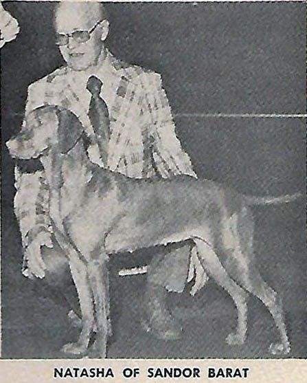 Image of Natasha Of Sandor Barat