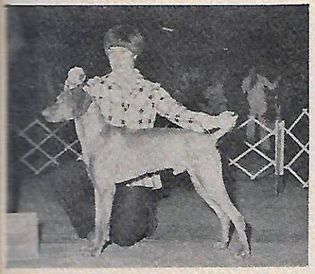 Image of Willie's Cedar Chip