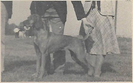 Image of Camarily Rambling Rose