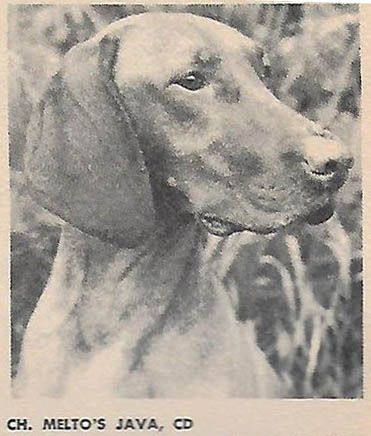 Image of Melto's Java