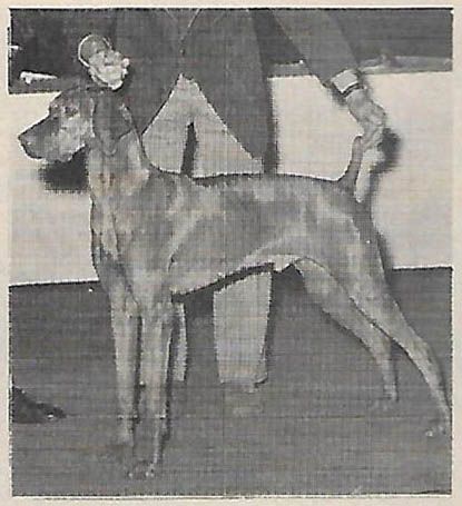 Image of Beggar My Taylor Three