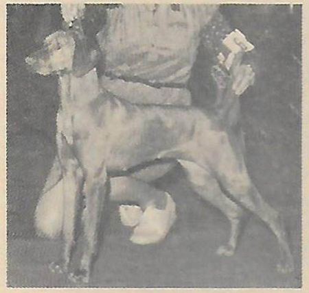 Image of Schnapsnamen Freddie