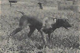 Image of Piper's Mystical Gypsy Lady