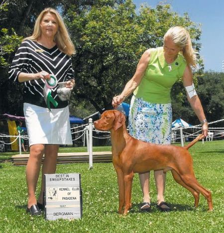 Image of Russet Leather Stormwinds Kizmar Duel In The Sun