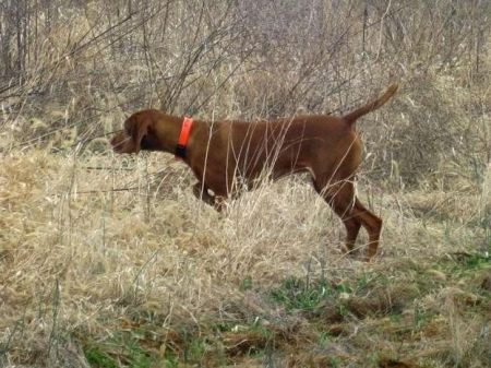 Image of Russet Leather Powhatan Chief