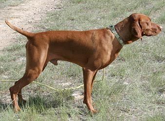 Image of Russet Leather Storm Winds