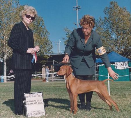 Image of Russet Leather Cool Waters