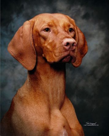 Image of Tamaron Emerald Reign