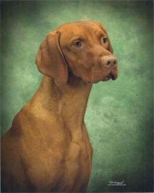 Image of Kezdet's Russet Leather River Whisper