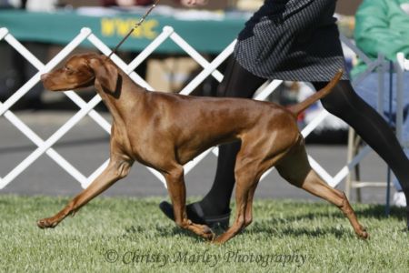 Image of Russet Leather Katarina Cazador