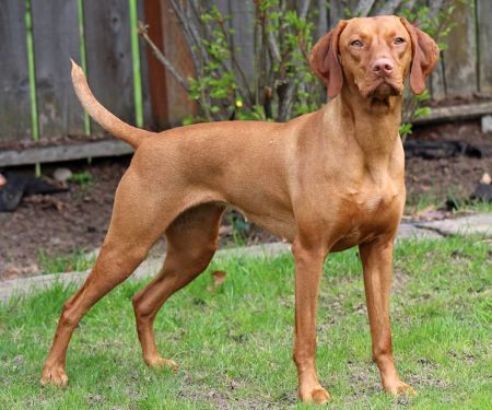 Image of Sokoldalu-Soleil Vin Rouge Du Capataine