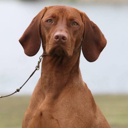 Image of Moonlight's Dream Come True