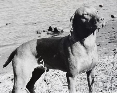 Image of Bator Barat