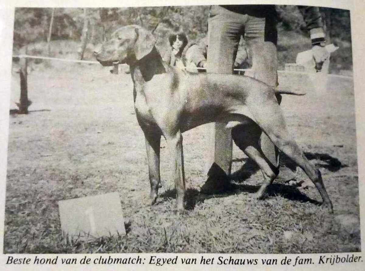 Image of Egyed van het Schauws