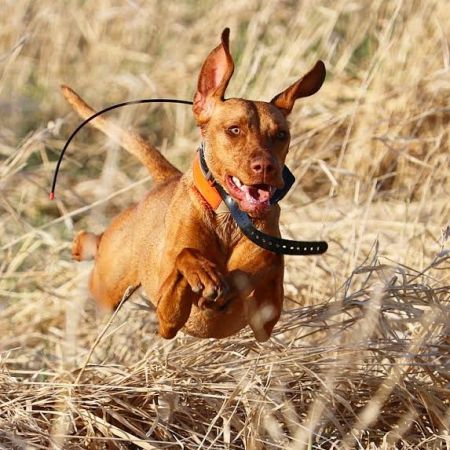 Image of Midnight Run's Royal Blood