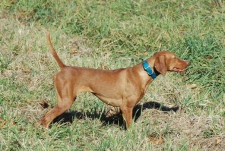 Image of Midnight Run Won't Get Fooled Again