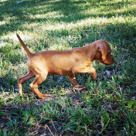 Image of Hideaway's Into the Sagebrush