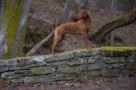 Image of Charleston Free Jazz