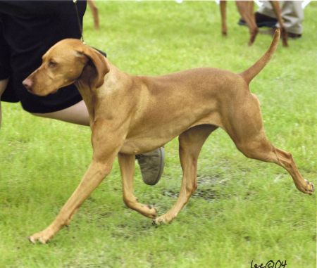 Image of Jnek's It Happened One Night