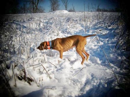 Image of Jnek's It Happened One Night