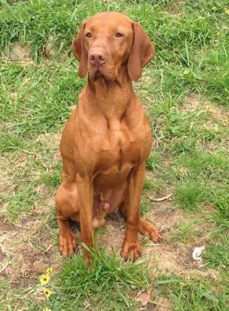 Image of Bokezu Sweet Sugar Magic