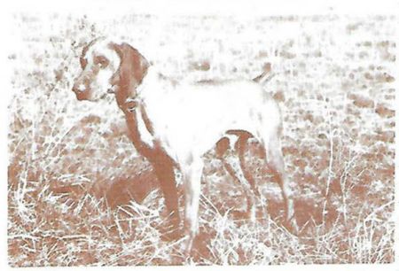 Image of Pleasant Run Gunner