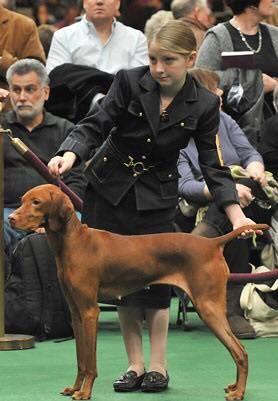 Image of Suzu's Star Frangelico